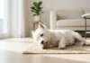 Why Do Dogs Lick Their Paws? 7 Common Causes You Should Know Why Do Dogs Lick Their Paws